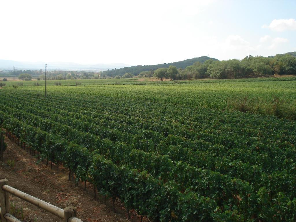 Agriturismo La Fontanella & Glamping Suvereto Kültér fotó