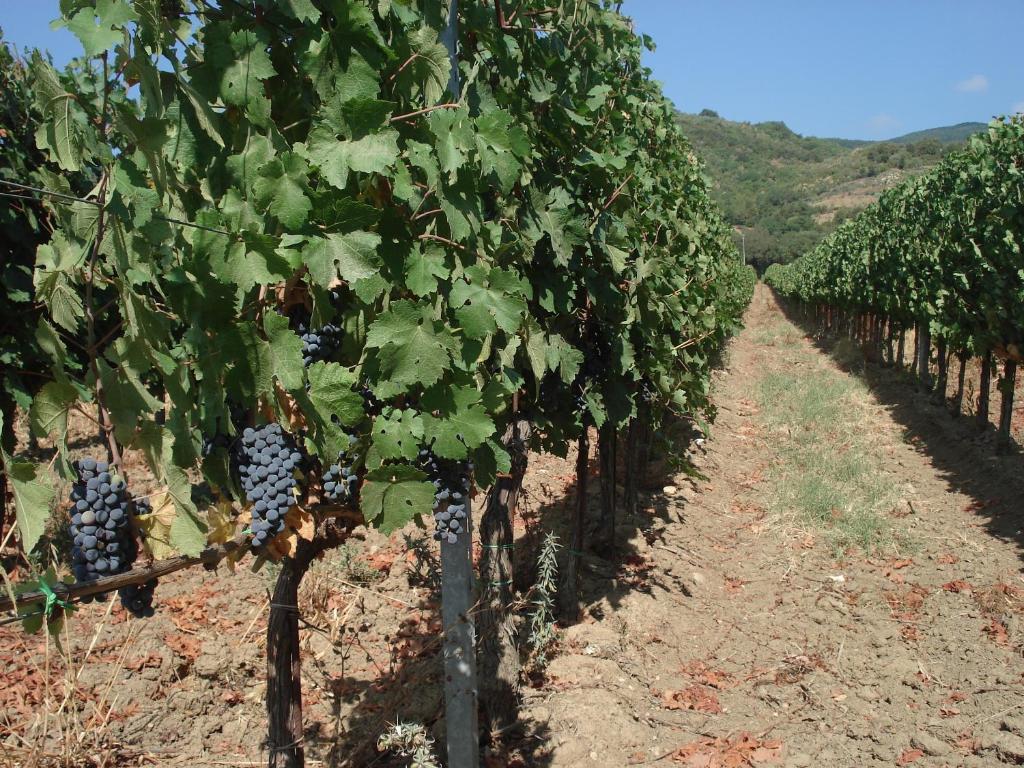 Agriturismo La Fontanella & Glamping Suvereto Kültér fotó