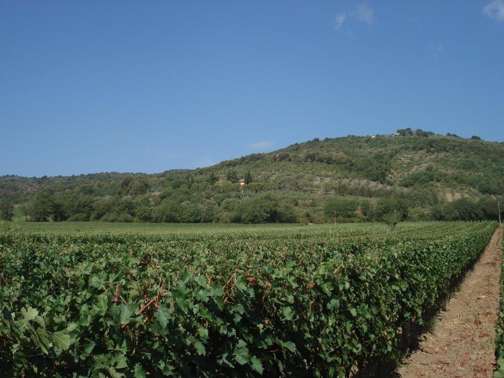 Agriturismo La Fontanella & Glamping Suvereto Kültér fotó